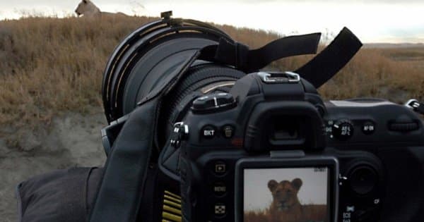 Serengeti Great Migration 10 Day Safari