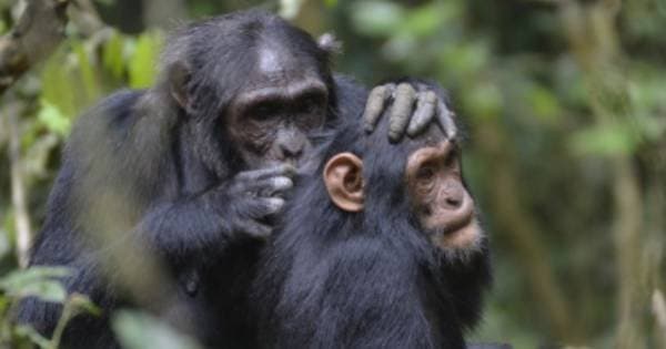 4 Day Mountain Gorillas Tour