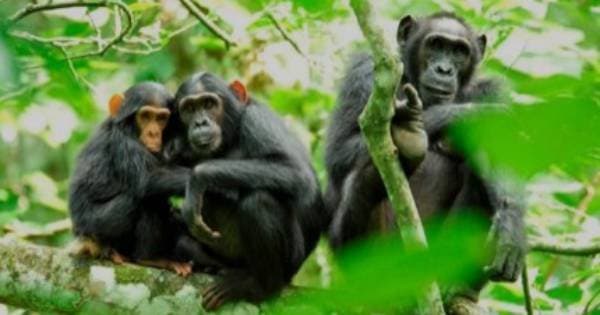 6 Day Gorilla Mountain Tour