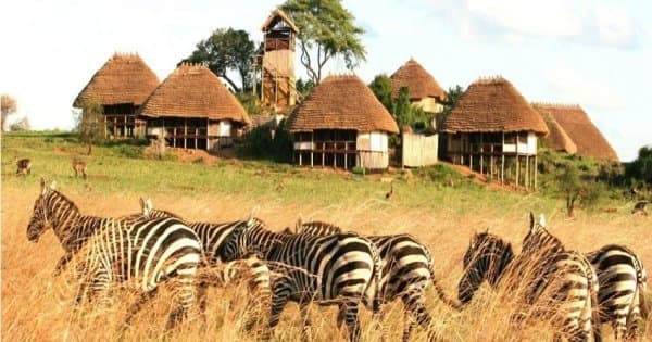 8 Days Game Adventure Safari Kidepo Valley National Park And Sipi Falls