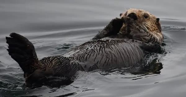 Hoonah Whale watching with live Drone footage!