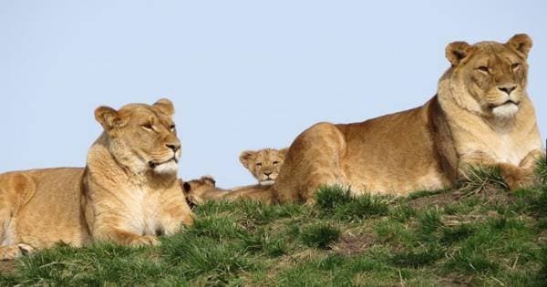 10 Day Zimbabwe Classic Safari Tour Package from South Africa